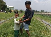 Dalam Waktu Sekejap, Semangka 2 Hektar di Desa Demakijo Ludes Diserbu Pengunjung