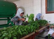 Tanam Cabai Berbasis Masjid, Solusi Strategis dalam Menghadapi Fluktuasi Harga Pangan
