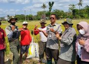 Hasil Ubinan Padi Petani Bayat Klaten Setara 10,4 Ton