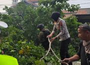Sigap! Kapolres Kendal Pimpin Langsung Evakuasi Pohon Tumbang di Jalur Pantura Ketapang